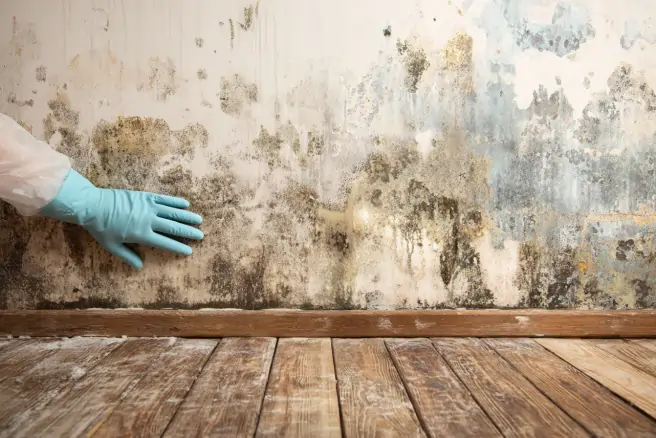 mold removal services